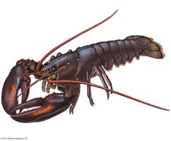 Arthropod body plan