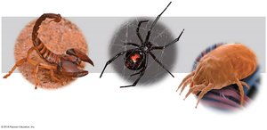 Arachnids: scorpion, spider, mite