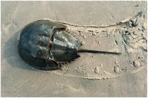 Horseshoe crab