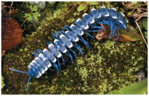 Millipede