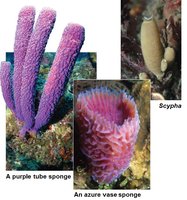 Various types of sponges