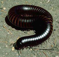 Millipede close-up