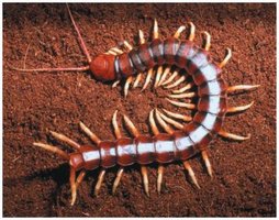 Centipede