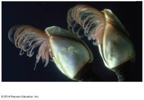 Goose barnacles (crustaceans)