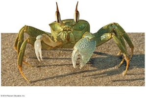 Ghost crab (crustacean)