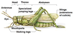 Insect body plan