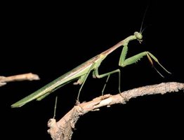 Praying mantis (biting/tearing)