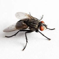 House fly (lapping)