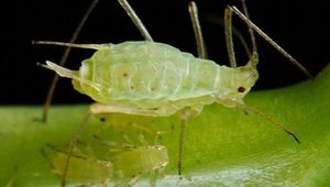 Aphid (piercing/sucking)