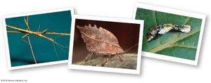 Insect camouflage examples