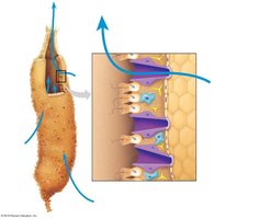 Diagram of sponge structure and water flow