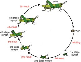 Incomplete metamorphosis (grasshopper life cycle)