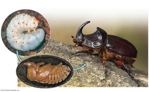 Complete metamorphosis (beetle life cycle)