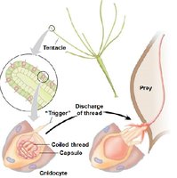 Cnidocyte structure and function