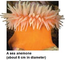 Sea anemone (polyp form)