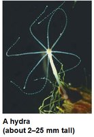 Hydra (polyp form)