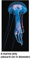 Marine jelly (medusa form)