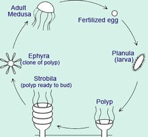 Cnidarian life cycle