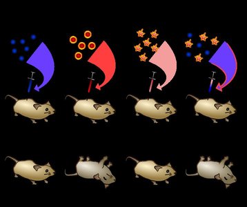 Griffith's experiment with S and R strains in mice