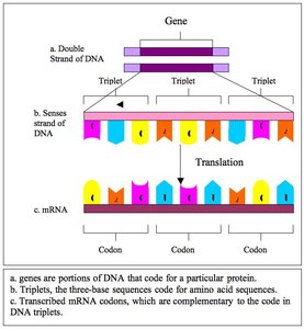 Genetic code chart: codons and amino acids