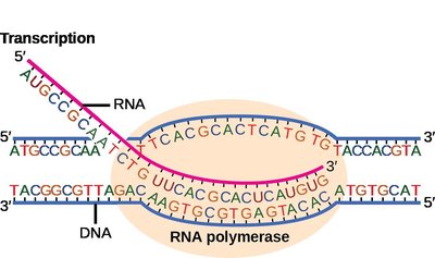Transcription in prokaryotes: promoter regions and RNA polymerase