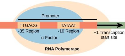 Transcription: RNA synthesis from DNA template