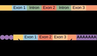 Eukaryotic mRNA processing: splicing, cap, and tail