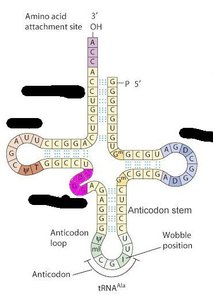 tRNA structure: anticodon and amino acid attachment site