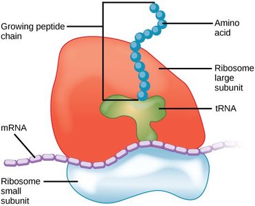 Ribosome structure: mRNA, tRNA, and peptide chain