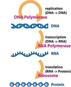Central dogma: DNA replication, transcription, translation