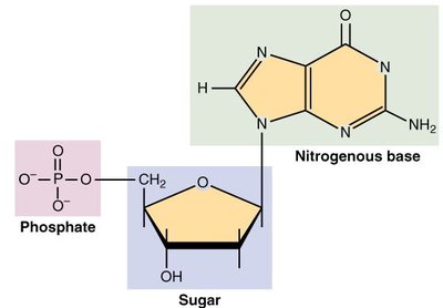 Nucleotide structure: phosphate, sugar, nitrogenous base