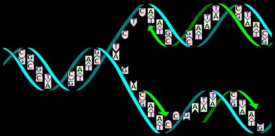 DNA replication: semi-conservative mechanism