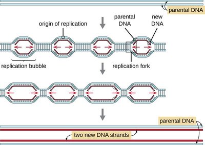 Replication of large DNA molecules: replication bubbles and forks