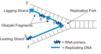 Replication fork: leading and lagging strands, Okazaki fragments