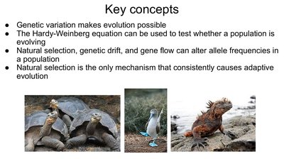 Galapagos animals illustrating evolutionary diversity