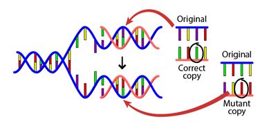 DNA mutation process
