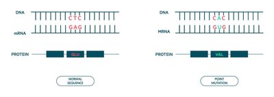 Point mutation changing protein sequence
