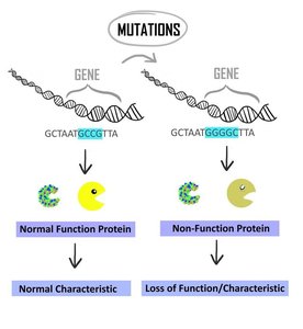 Mutation effects on protein function