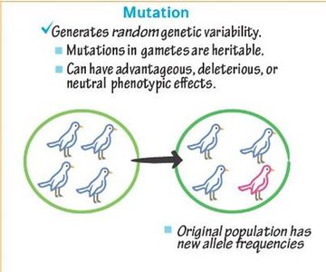 Mutation generating new allele frequencies