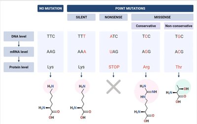 Types of mutations and their effects