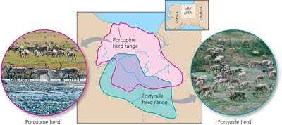 Homozygous and heterozygous chromosomes