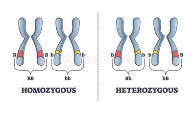 Wildflower genotypes CRCR, CWCW, CRCW