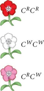 Wildflower genotypes CRCR, CWCW, CRCW