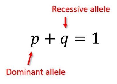 Allele frequency calculation in a population
