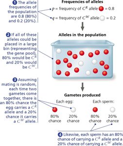 Hardy-Weinberg genotype frequency equation