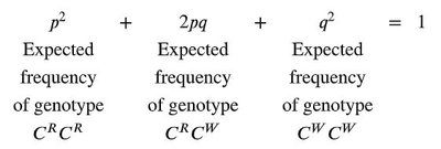 Hardy-Weinberg equilibrium illustrated