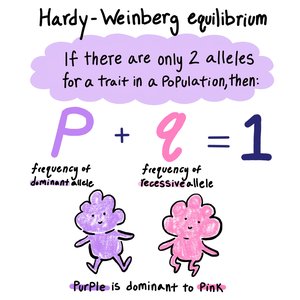 Hardy-Weinberg equilibrium equations