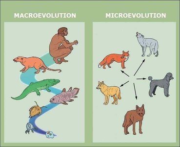 Comparison of macroevolution and microevolution