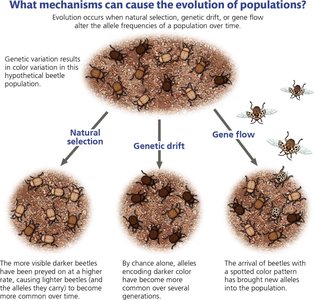 Mechanisms of evolution: natural selection, genetic drift, gene flow