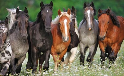 Variation in horse coat color